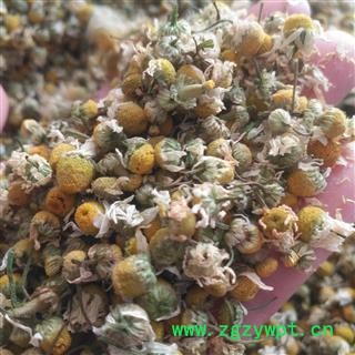 新辉药业优质新货洋甘菊  进口洋甘菊 正品花茶40克/瓶图3
