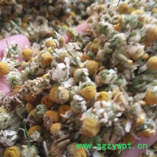 新辉药业优质新货洋甘菊  进口洋甘菊 正品花茶40克/瓶图2