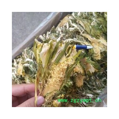 新辉药业野生霸王花 真实图拍  量天尺花 剑花 风雨花 霸王鞭