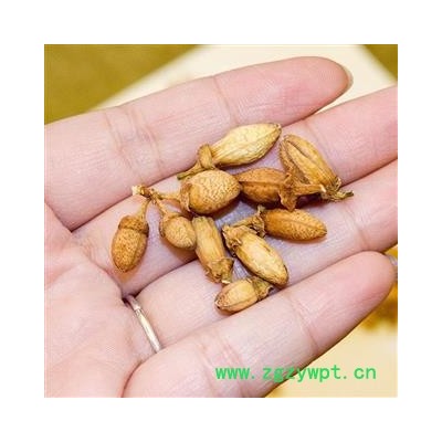 新辉药业佛手花 广东肇庆