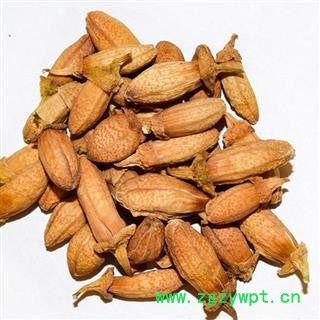 新辉药业佛手花 广东肇庆图2