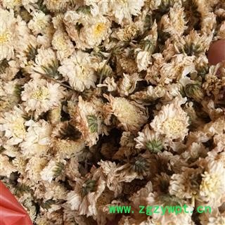 菊花 七月菊 产地 贡菊 浙江省图2