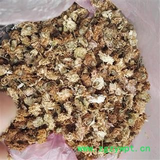 新辉药业优质无硫菊花 祁菊花图2