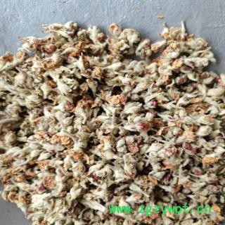 新辉药业中药材苹果花图2