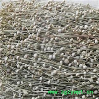 谷精草 统 产地 江苏省 批发各种中药材图2