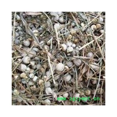 谷精草 统  产地 江苏省  批发各种中药材