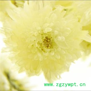 菊花 贡菊  黄山甜贡菊 正品 产地 安徽省 买好药找娟子图4