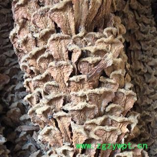 铁树花 铁树花雄花 铁树花公花 选货 产地 四川省 买好药找娟子图2