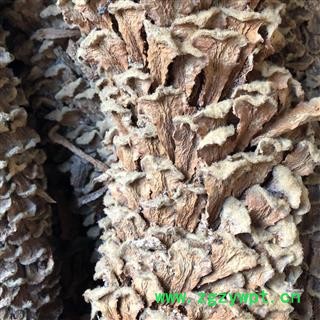 铁树花 铁树花雄花 铁树花公花 选货 产地 四川省 买好药找娟子图3