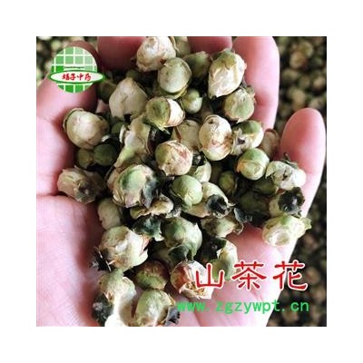 山茶花 山茶花 茶用级别好货 产地 福建省 买好药找娟子