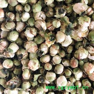 山茶花 山茶花 茶用级别好货 产地 福建省 买好药找娟子图2