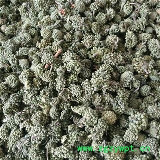 三七花 两年生三七花大统货 产地 云南省