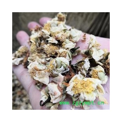 新辉药业正品菊花   杭白菊  优质无硫