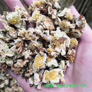 新辉药业正品菊花   杭白菊  优质无硫图2