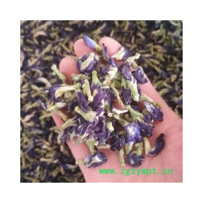 新辉药业优质花草茶 蝴蝶花 蓝蝴蝶 蝶豆花