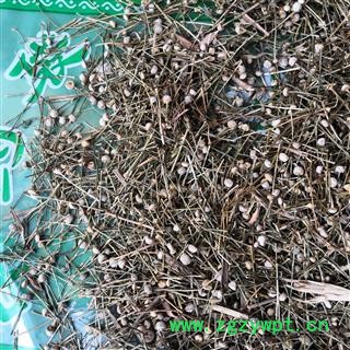 新辉药业中药材谷精草 鱼眼草 珍珠草图2