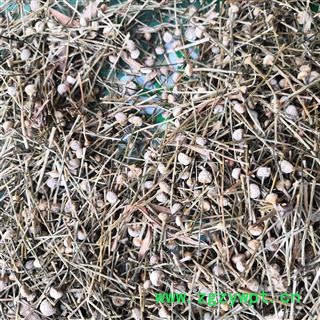 新辉药业中药材谷精草 鱼眼草 珍珠草图3