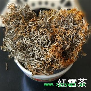 红雪茶 金丝刷 金丝茶 金刷把 红血茶 石蕊