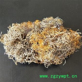 红雪茶 金丝刷 金丝茶 金刷把 红血茶 石蕊图2