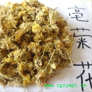 菊花 亳菊 产地 安徽省亳州市 娟子中药 中药材花草茶批发图3