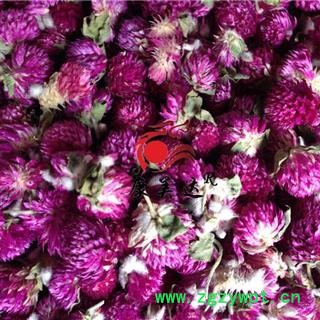 千日红  红巧梅 精选 产地 河南省 凯捷中药图2