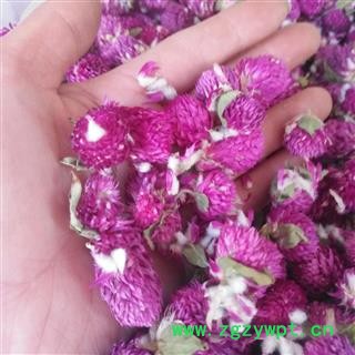 新辉药业千日红 百日红 红巧梅图3