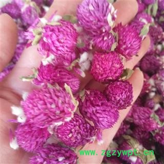 新辉药业千日红 百日红 红巧梅图2