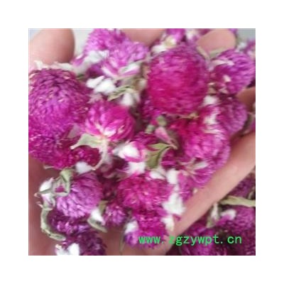 新辉药业千日红 百日红 红巧梅