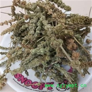 瑞森药材行荆芥穗 荆芥穗统货芥穗 有一定量种子 产地 河北省图2
