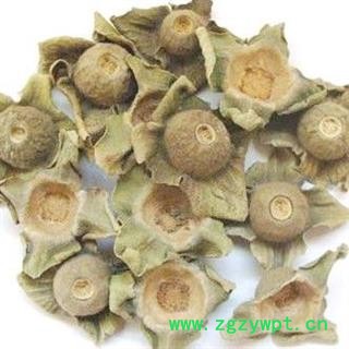 娟子中药 柿蒂 头茬柿蒂  产地 山西省图2