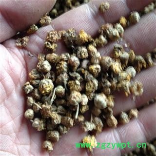 野菊花 花茶级别（大颗粒） 产地 湖北省鄂州市华容区图3