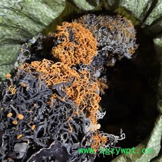 新辉药业中药材红雪茶 金刷把图2