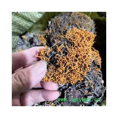 新辉药业中药材红雪茶 金刷把