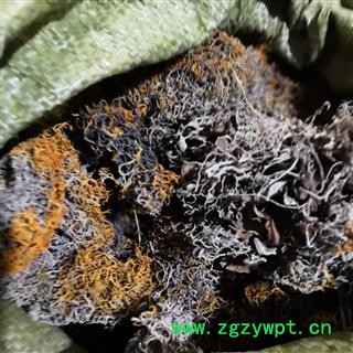 新辉药业中药材红雪茶 金刷把图3