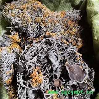 新辉药业中药材红雪茶 金刷把图4