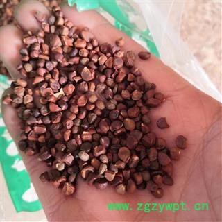 新辉药业中药材营实 蔷薇子 野蔷薇子 石珊瑚图3