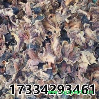 木棉花 木棉花干   木棉花 地芙蓉图2