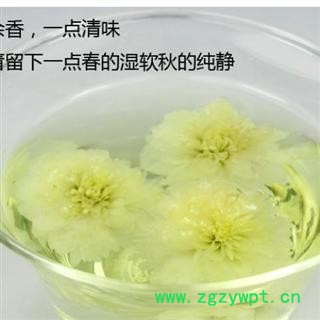 白菊花 一级选货 白菊花 产地 安徽省 本店批发各种中药材图4