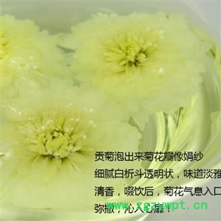 白菊花 一级选货 白菊花 产地 安徽省 本店批发各种中药材图3