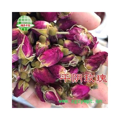 玫瑰花 山东玫瑰王 产地 山东省 买好药找娟子