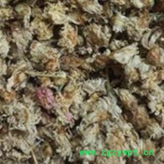 菊花 好菊花正品菊花 产地 河北省图3