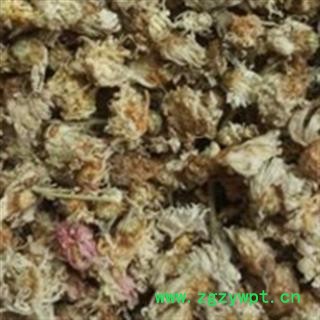 菊花 好菊花正品菊花 产地 河北省图2