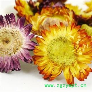 菊花 七彩菊 菊花 统货 产地 云南省 娟子中药图2