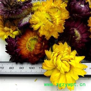 菊花 七彩菊 菊花 统货 产地 云南省 娟子中药图3