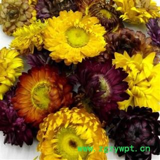 菊花 七彩菊 菊花 统货 产地 云南省 娟子中药图4