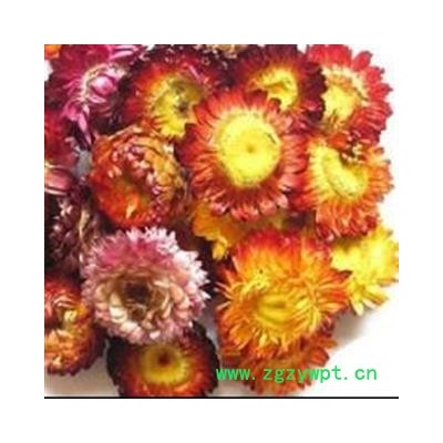 菊花 七彩菊 菊花 统货 产地 云南省 娟子中药