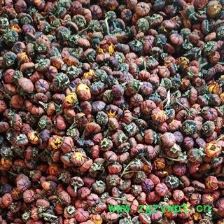 雪菊 昆仑雪菊 产地 新疆维吾尔自治区图3