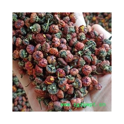 雪菊 昆仑雪菊 产地 新疆维吾尔自治区