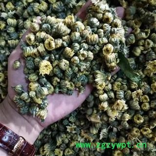 新辉药业菊花 优质无硫胎菊米图2