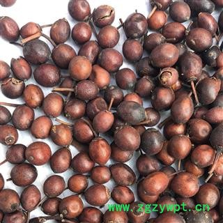 蔷薇花 营实子 统货 产地 山东省 买好药找娟子图2